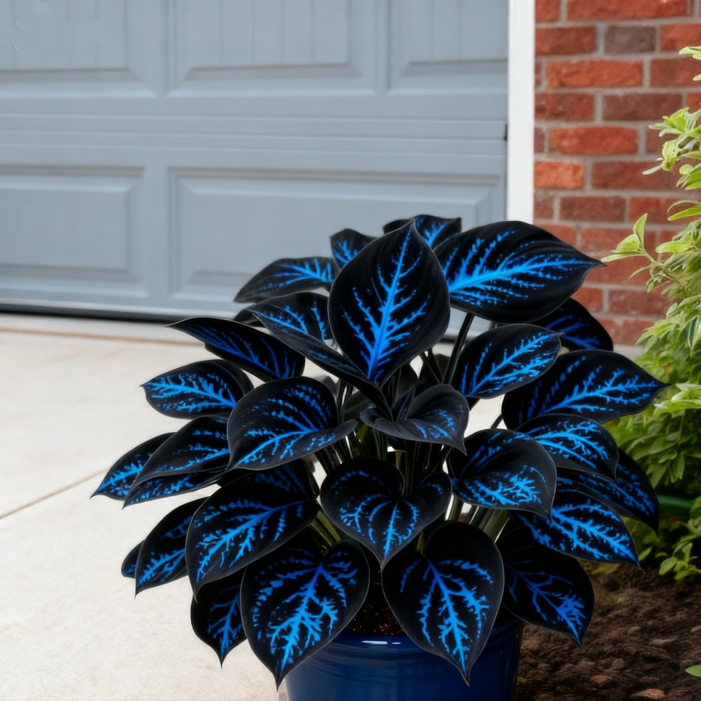 🌈🔥 Riboto leidimo vaivorykštės liepsnos hostos - reta įvairiaspalvė lapija, išskirtinai mūsų parduotuvėje 🌸-LT