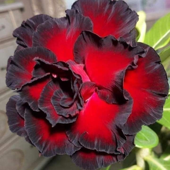 🎁Cebule róży pustynnej🌵Bardzo łatwa pielęgnacja! 🌸Cebule Adenium Obesum