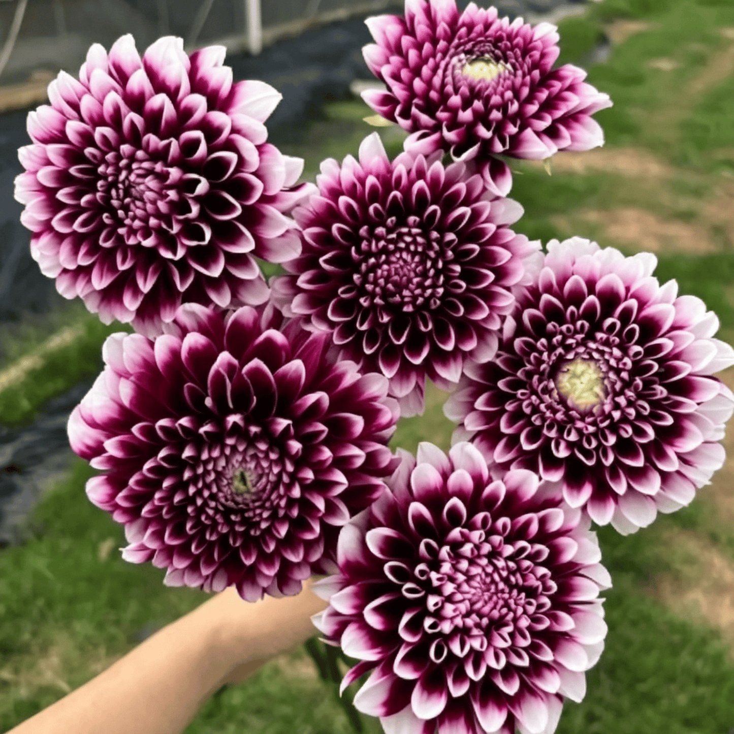 Nasiona dalii Garden Showstopper – duże, kolorowe kwiaty, które skradły show