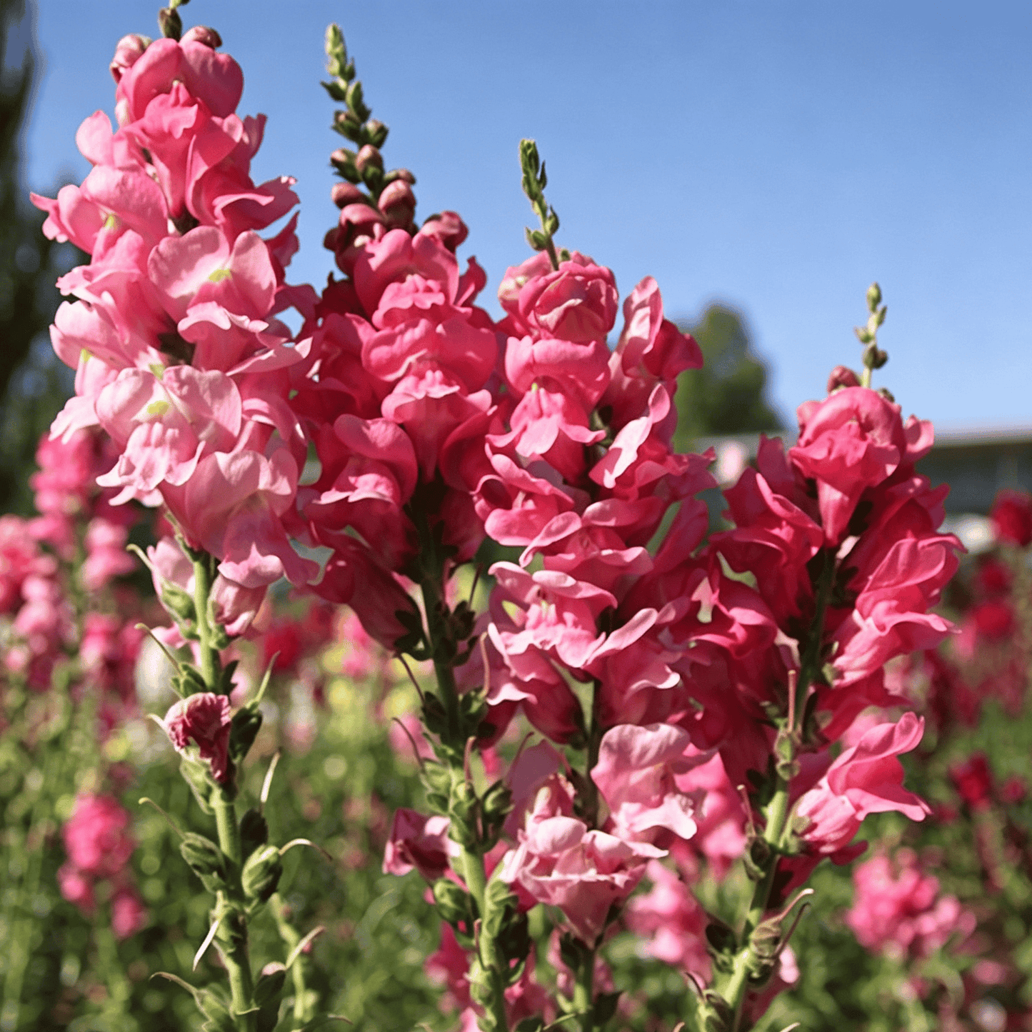 Nasiona lwiej paszczy Royal Garden – wybór ogrodników dla wysokich, kolorowych kwiatów ciętych 🌸