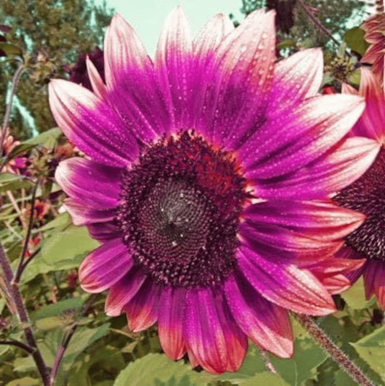 Ostatnie 8000 nasion💜 Nasiona słonecznika Midnight Sun Giant 🌻 Rzadka odmiana, która osiąga wysokość ponad 2,4 m