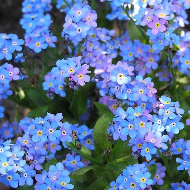 Nasiona niezapominajki Blue Memory – kwiaty do ogrodu wiejskiego o sprawdzonej jakości 🌿💙