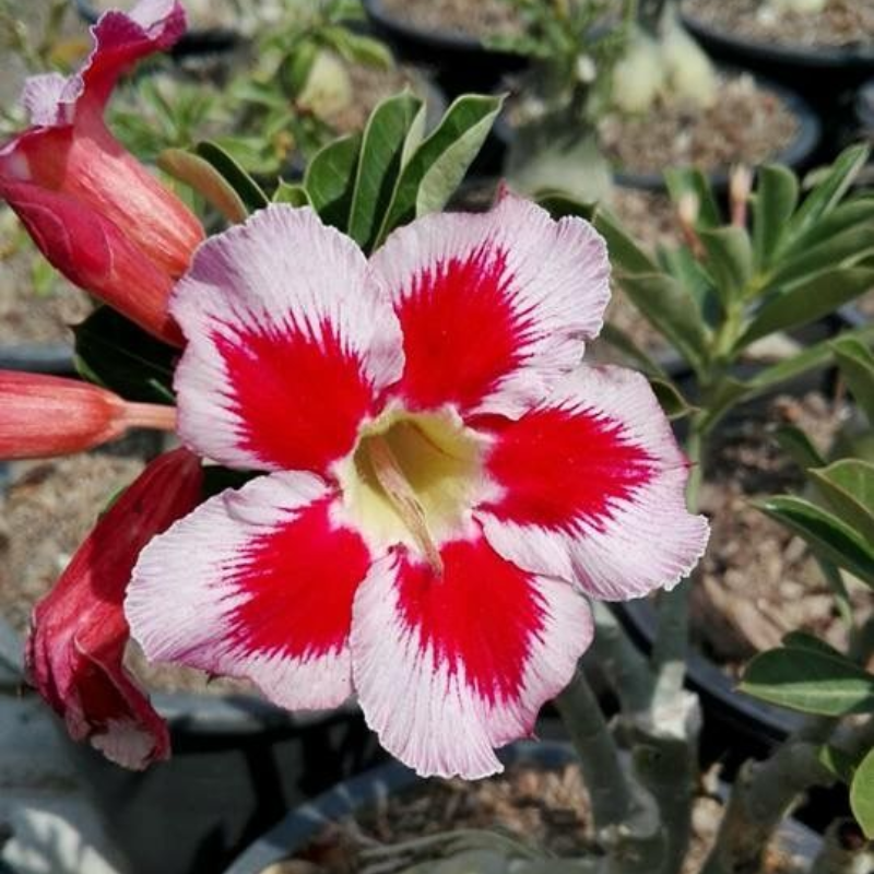 🎁Cebule róży pustynnej🌵Bardzo łatwa pielęgnacja! 🌸Cebule Adenium Obesum