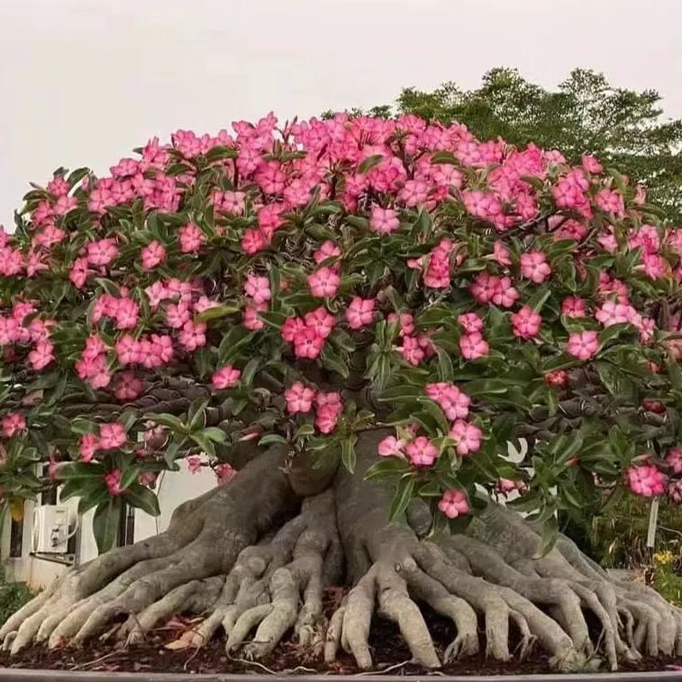 🎁Cebule róży pustynnej🌵Bardzo łatwa pielęgnacja! 🌸Cebule Adenium Obesum
