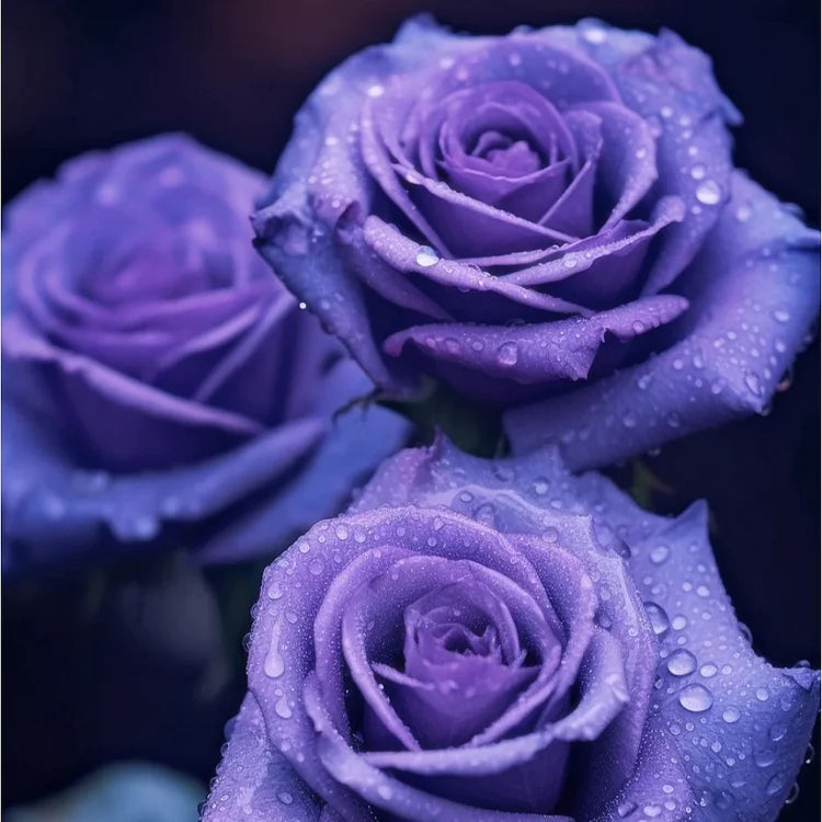 💙MĖLYNŲJŲ ŽAVĖS ROŽIŲ SĖKLOS✨-LT