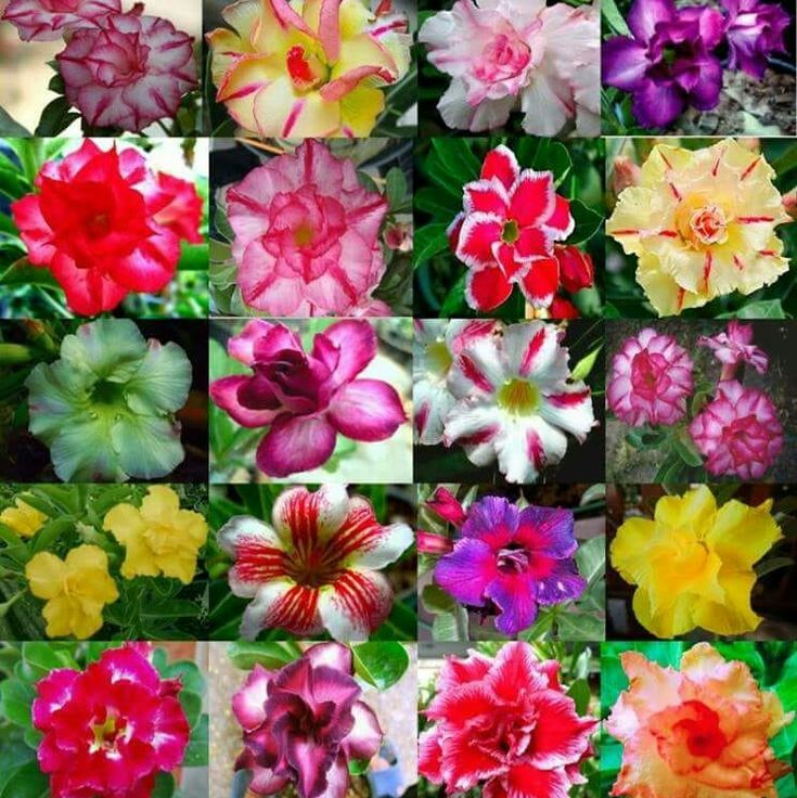 🎁Cebule róży pustynnej🌵Bardzo łatwa pielęgnacja! 🌸Cebule Adenium Obesum