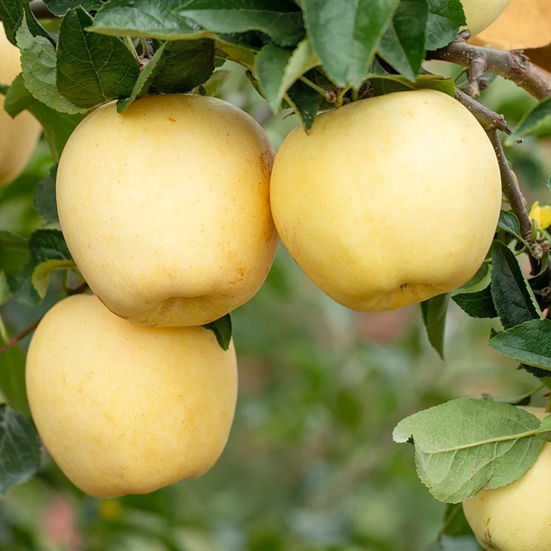 Σπόροι χρυσού μήλου, ποσοστό επιβίωσης 90% - LT 