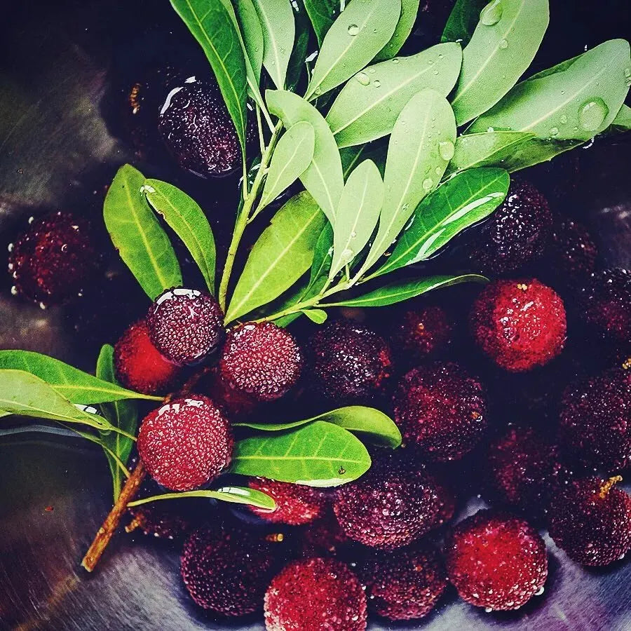 Milžiniškas lauro uogas: stalo teniso kamuoliuko dydžio, ⭐ braškių ir vyšnių derinio skonis-LT