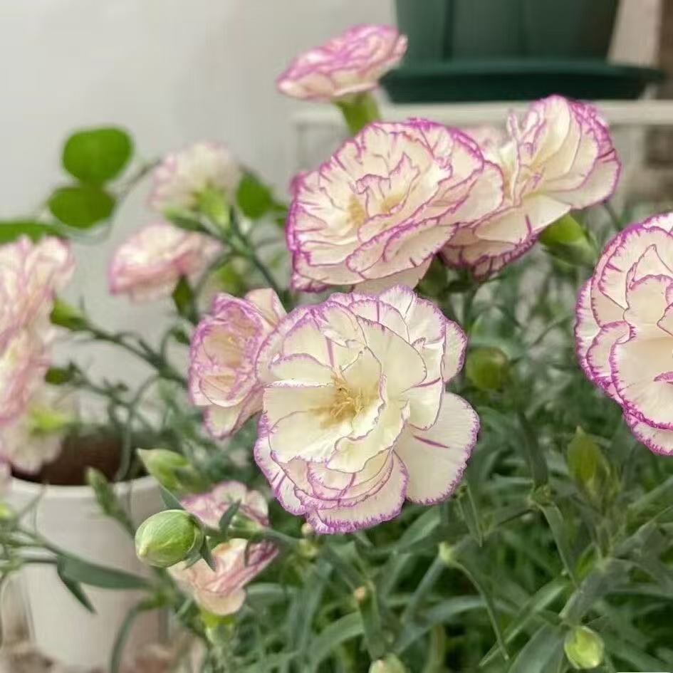 Zapachowy urok ogrodu – uprawiaj klasyczne goździki, które zachwycają o każdej porze roku🌺