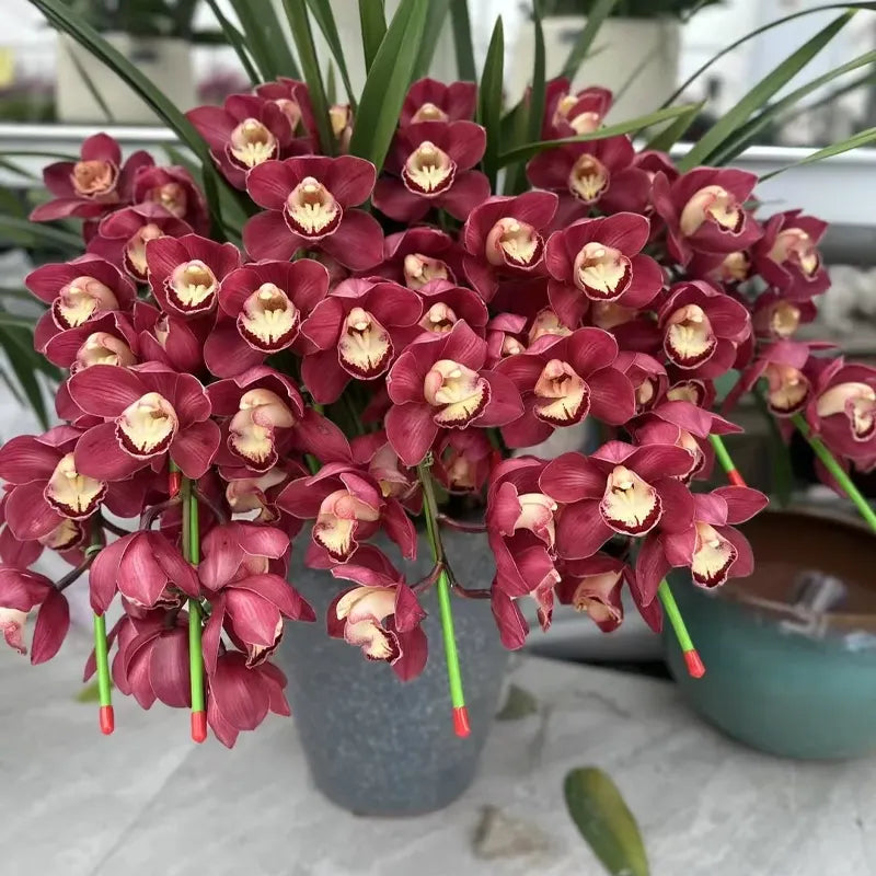 👑 Królowa Orchidei – Długowieczne Cebule Cymbidium