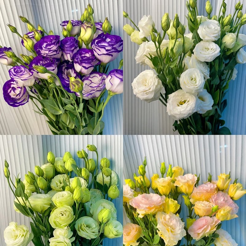 🔥Paskutinė išpardavimo diena💝Eustoma bespygliuočių rožė💐Lisianthus sėklos-LT
