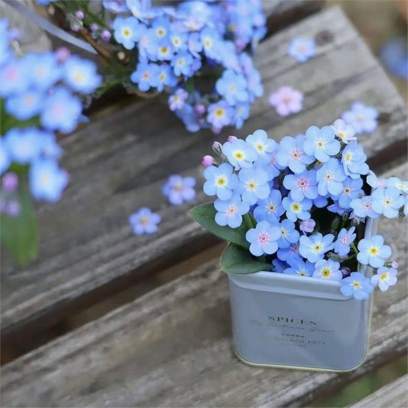 Nasiona niezapominajki Blue Memory – kwiaty do ogrodu wiejskiego o sprawdzonej jakości 🌿💙