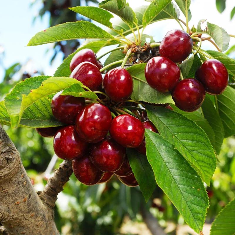 🍒 (New Harvest) Nasiona wiśni słodkiej 🌿Wstępnie przygotowane do szybkiego kiełkowania (99% kiełkowania)