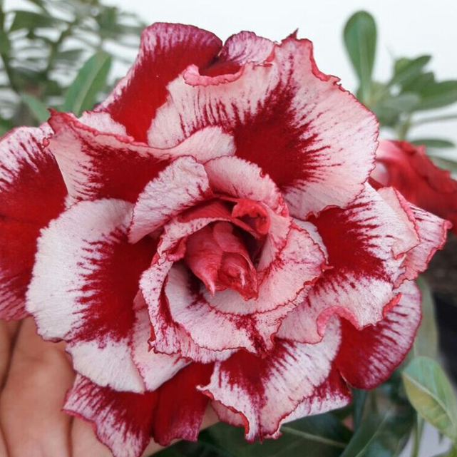 🎁Cebule róży pustynnej🌵Bardzo łatwa pielęgnacja! 🌸Cebule Adenium Obesum