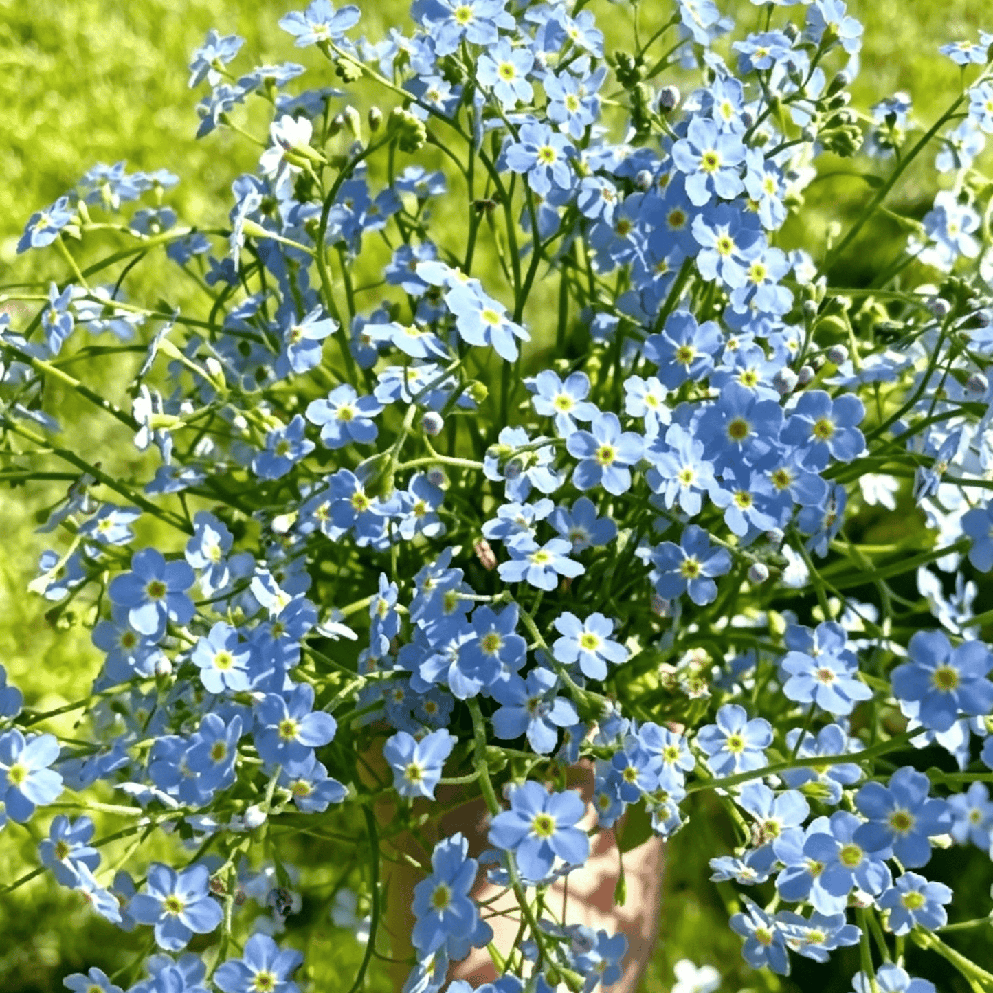 Nasiona niezapominajki Blue Memory – kwiaty do ogrodu wiejskiego o sprawdzonej jakości 🌿💙