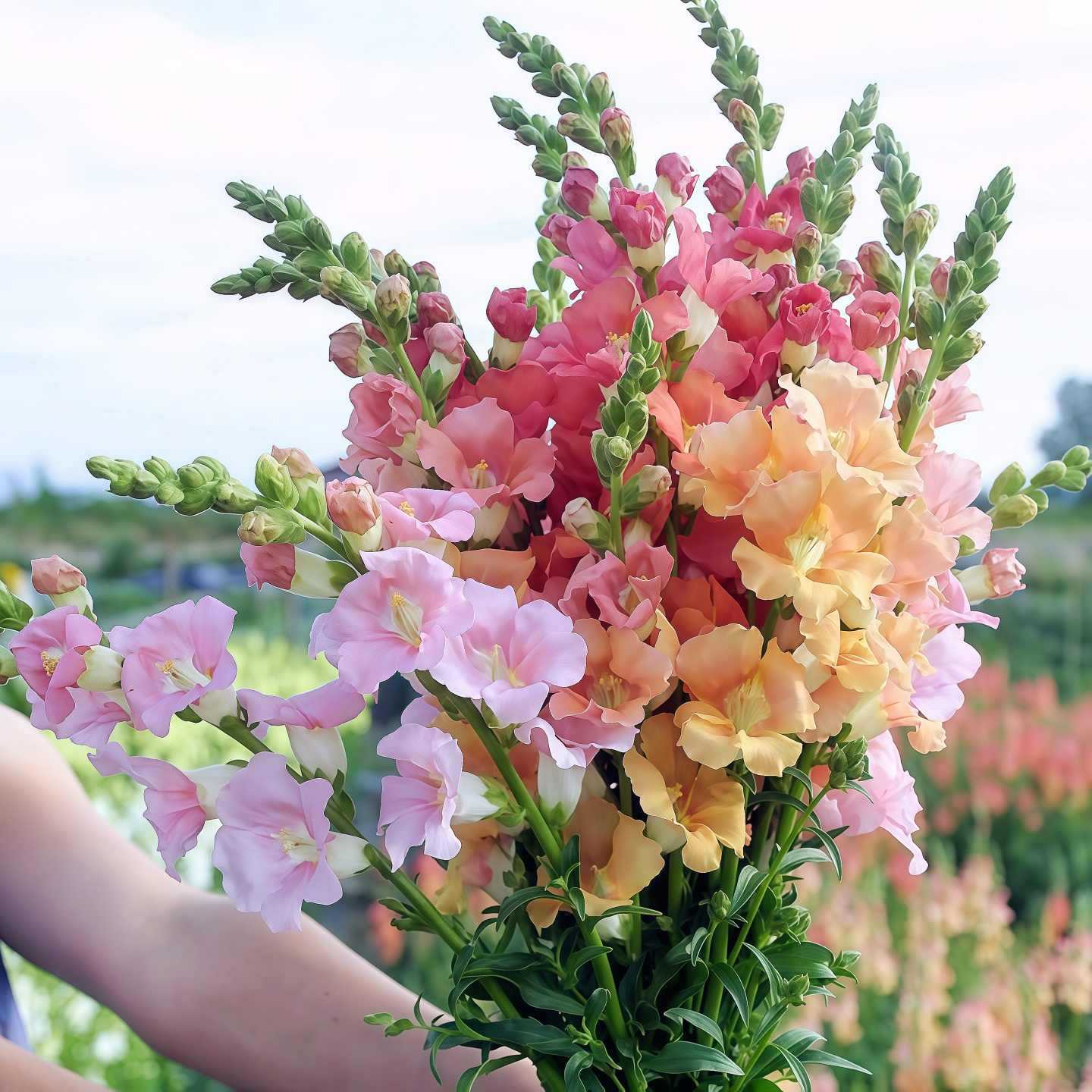 Nasiona lwiej paszczy Royal Garden – wybór ogrodników dla wysokich, kolorowych kwiatów ciętych 🌸