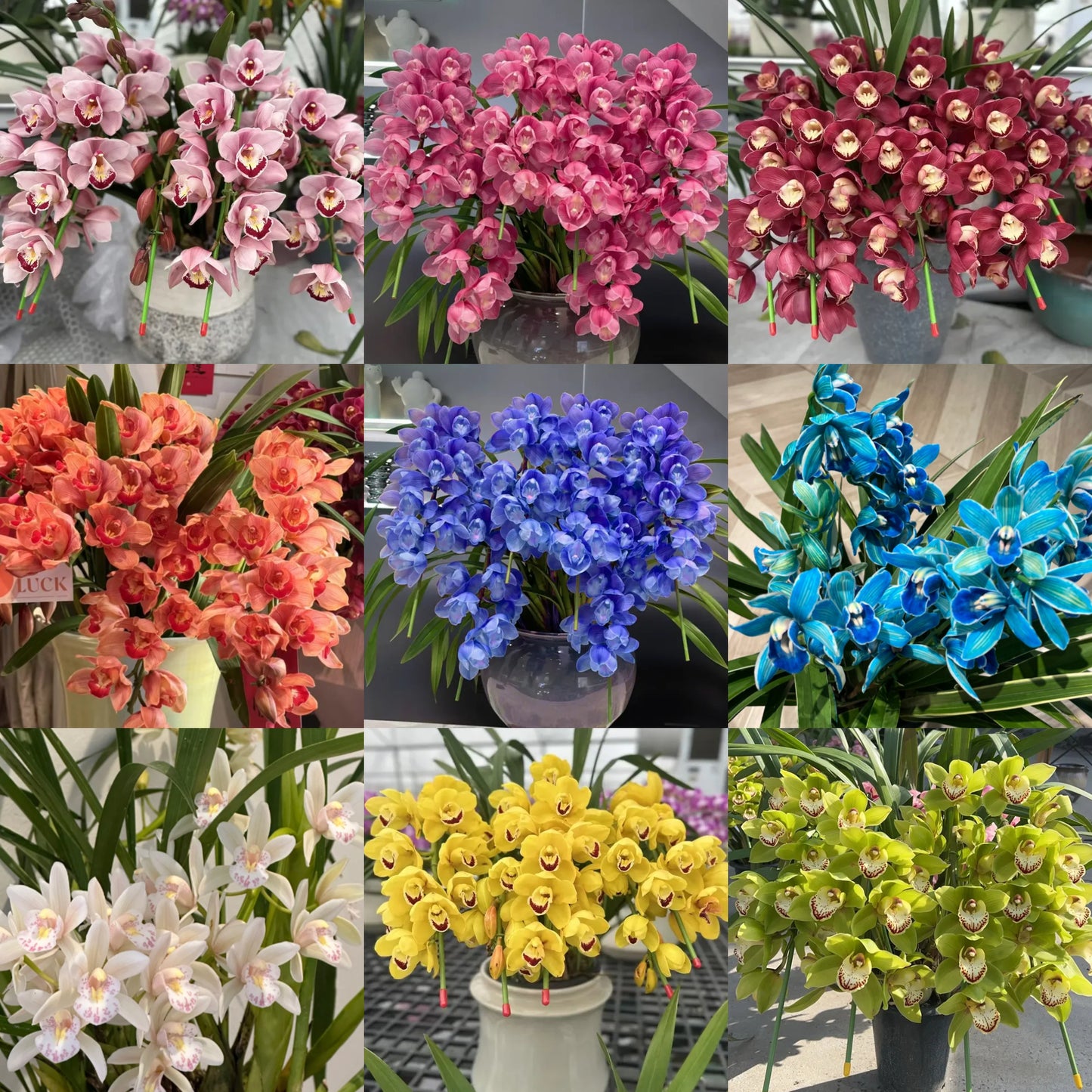 👑 Królowa Orchidei – Długowieczne Cebule Cymbidium