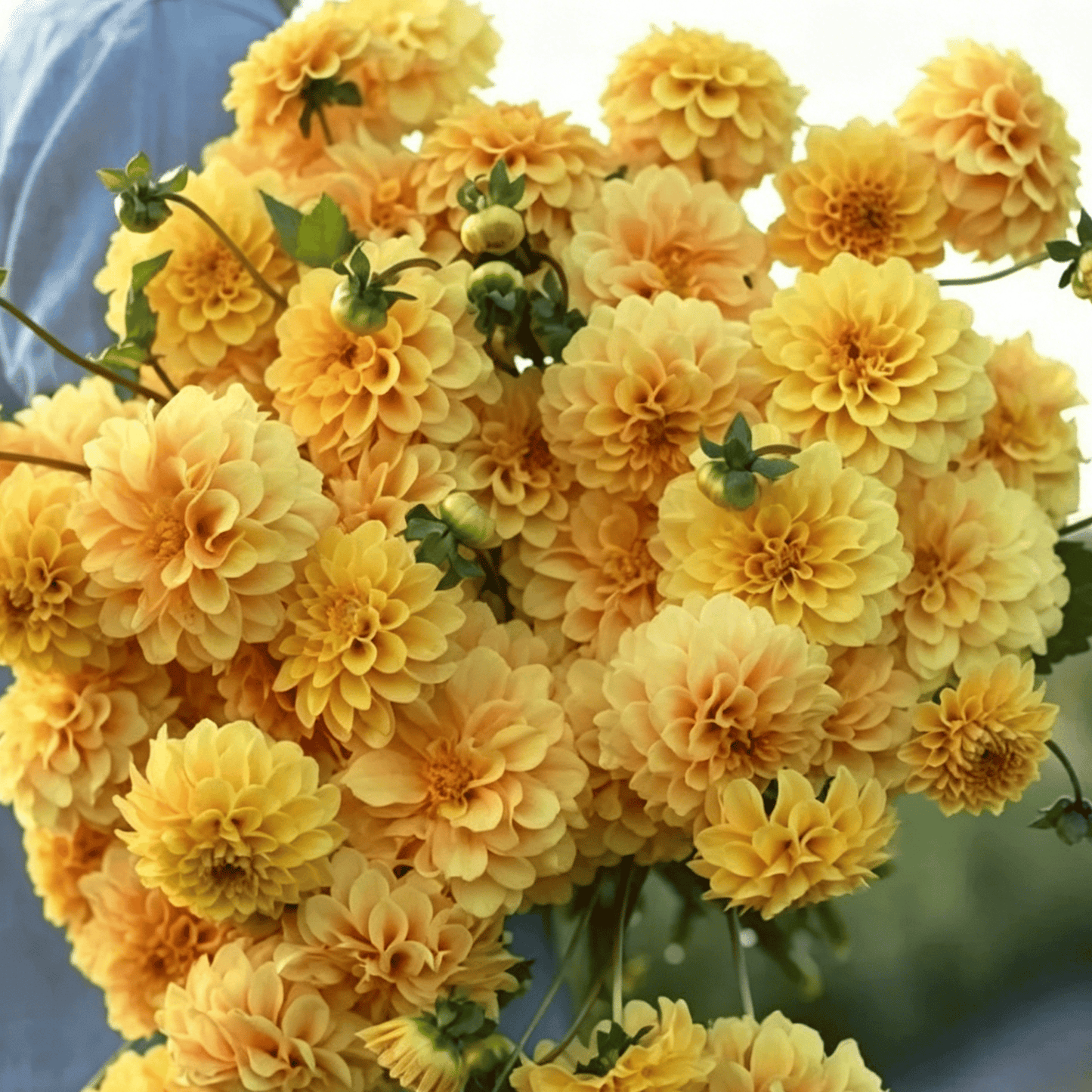 Nasiona dalii Garden Showstopper – duże, kolorowe kwiaty, które skradły show
