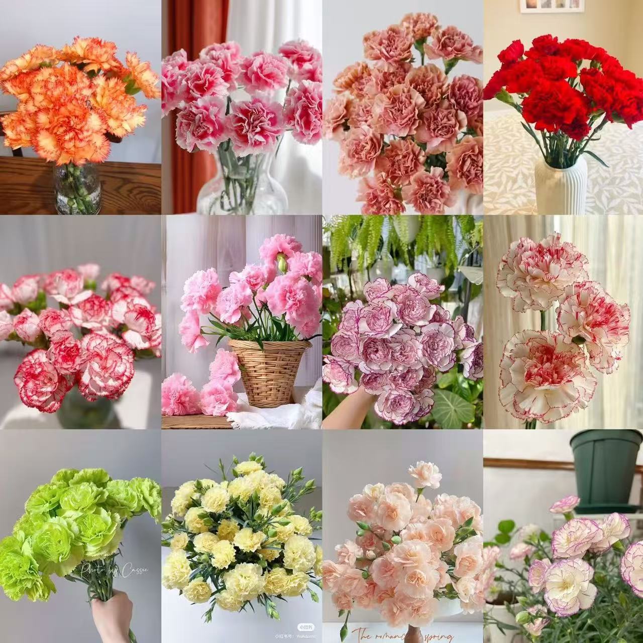 Zapachowy urok ogrodu – uprawiaj klasyczne goździki, które zachwycają o każdej porze roku🌺