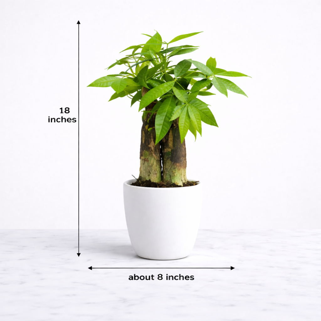Duet Dobrobytu Vastu