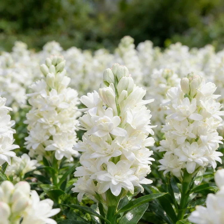 🌺Podwójne perfumowane cebulki tuberozy – Moon Garden Flower