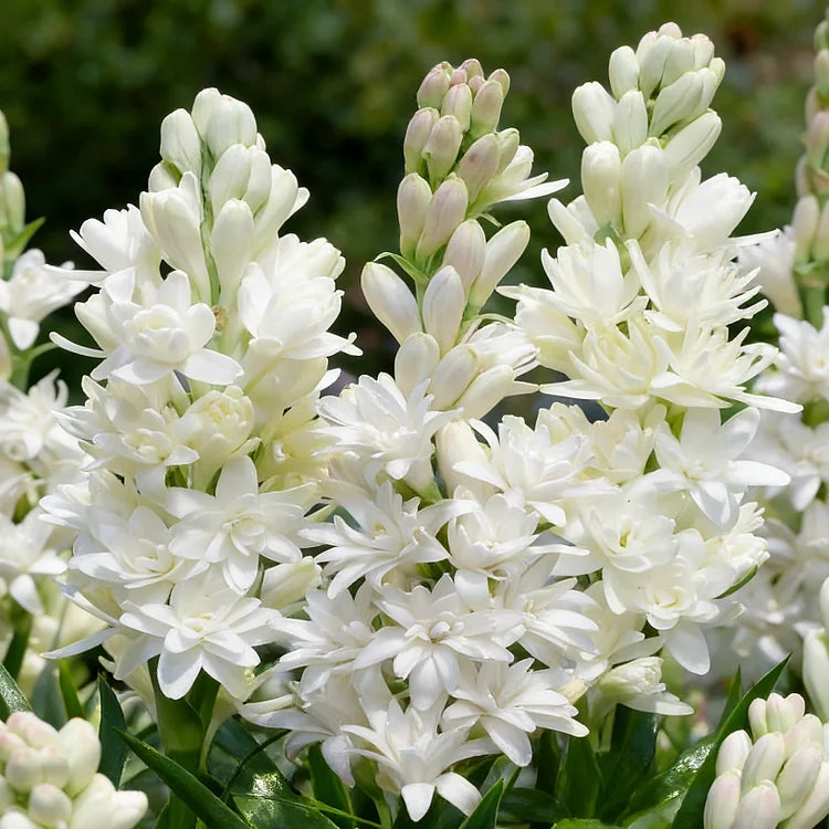 🌺Podwójne perfumowane cebulki tuberozy – Moon Garden Flower