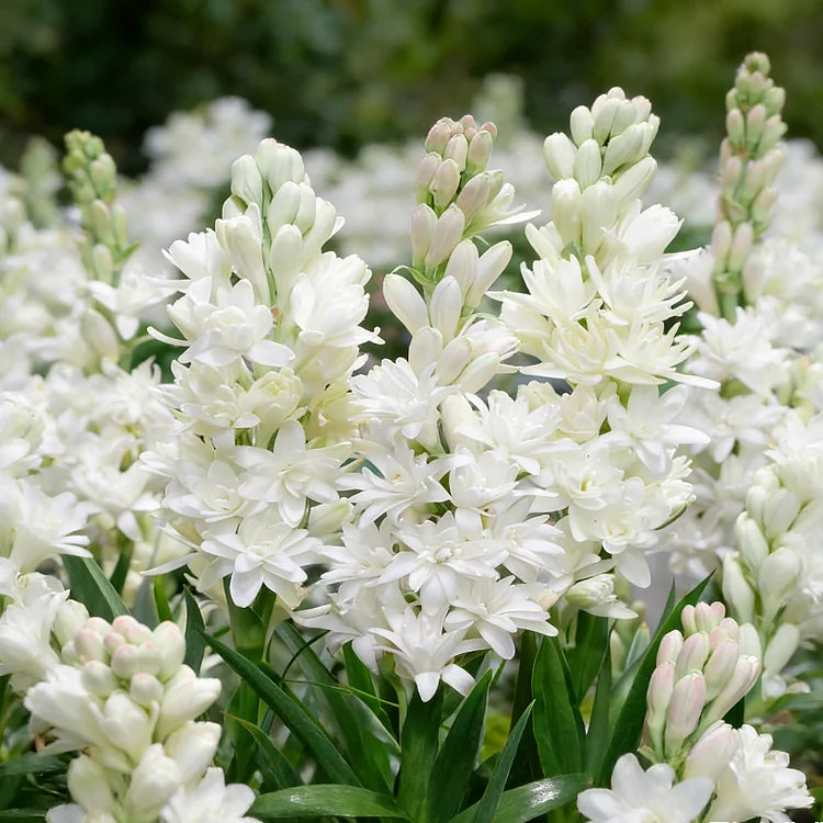 🌺Podwójne perfumowane cebulki tuberozy – Moon Garden Flower