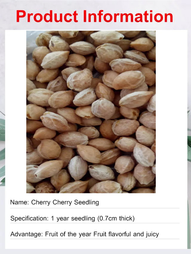 Σπόροι σταφυλιού Queen Nina με φυσική γεύση κρασιού-GR