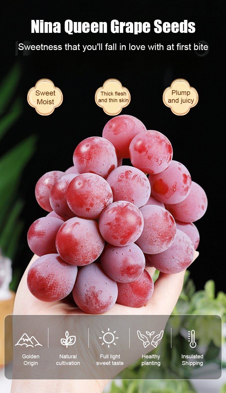 Σπόροι σταφυλιού Queen Nina με φυσική γεύση κρασιού-GR