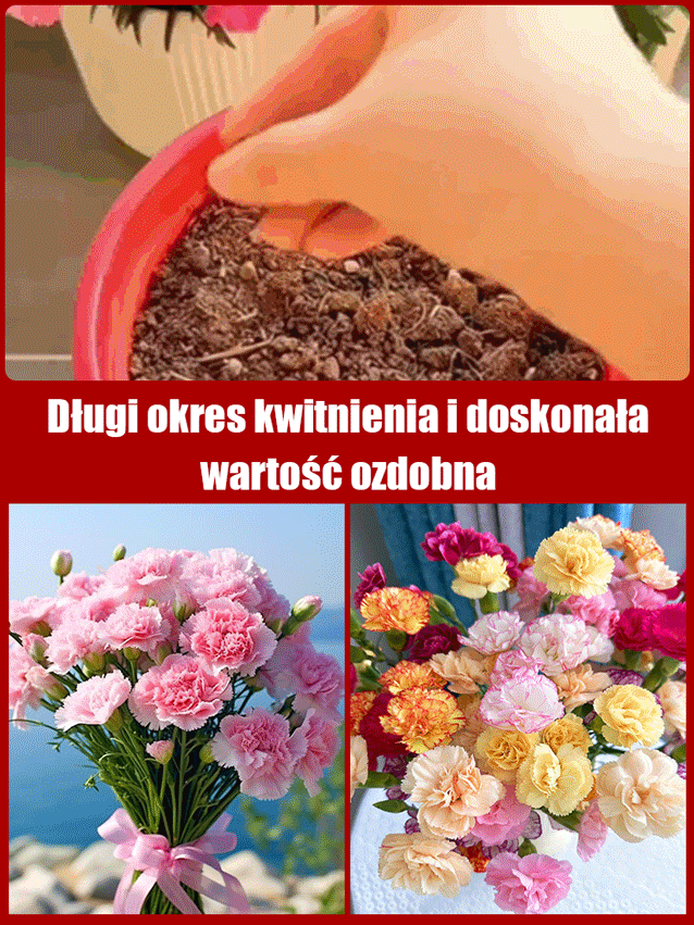 【Kwitnie przez wszystkie sezony】Nasiona goździka pełnego