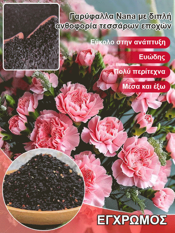 【Τέσσερις εποχει ανθίσεν】Σπόροι γαρίφαλου διπλού άνθους-GR 