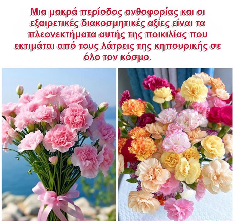 【Τέσσερις εποχει ανθίσεν】Σπόροι γαρίφαλου διπλού άνθους-GR 