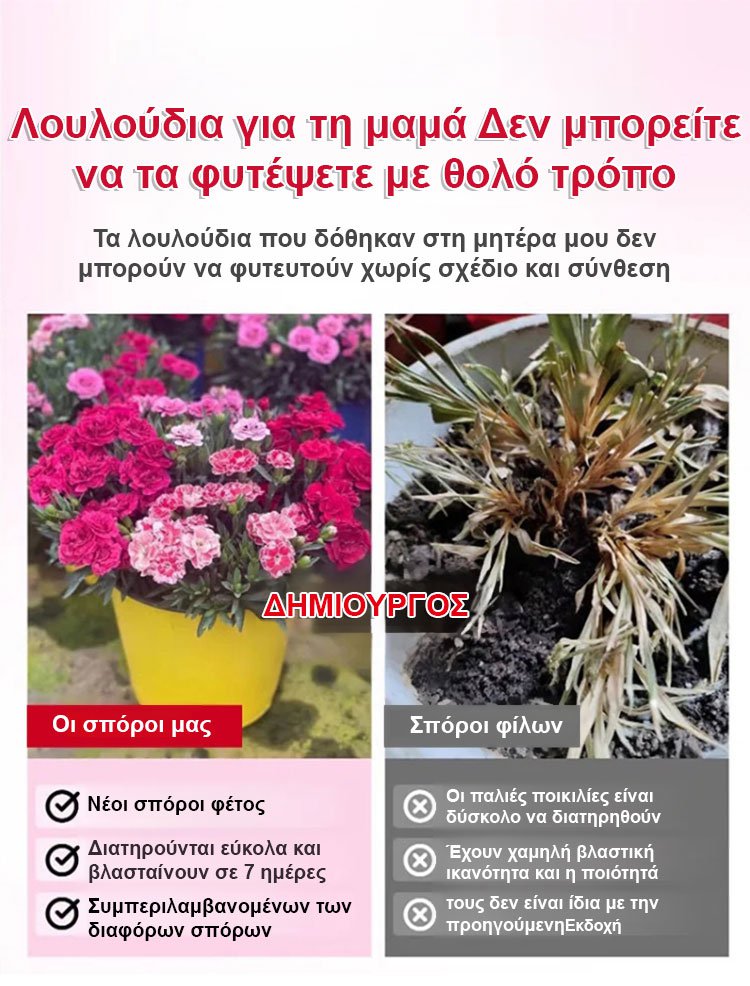 【Τέσσερις εποχει ανθίσεν】Σπόροι γαρίφαλου διπλού άνθους-GR 