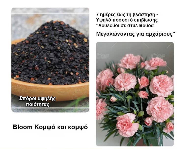 【Τέσσερις εποχει ανθίσεν】Σπόροι γαρίφαλου διπλού άνθους-GR 