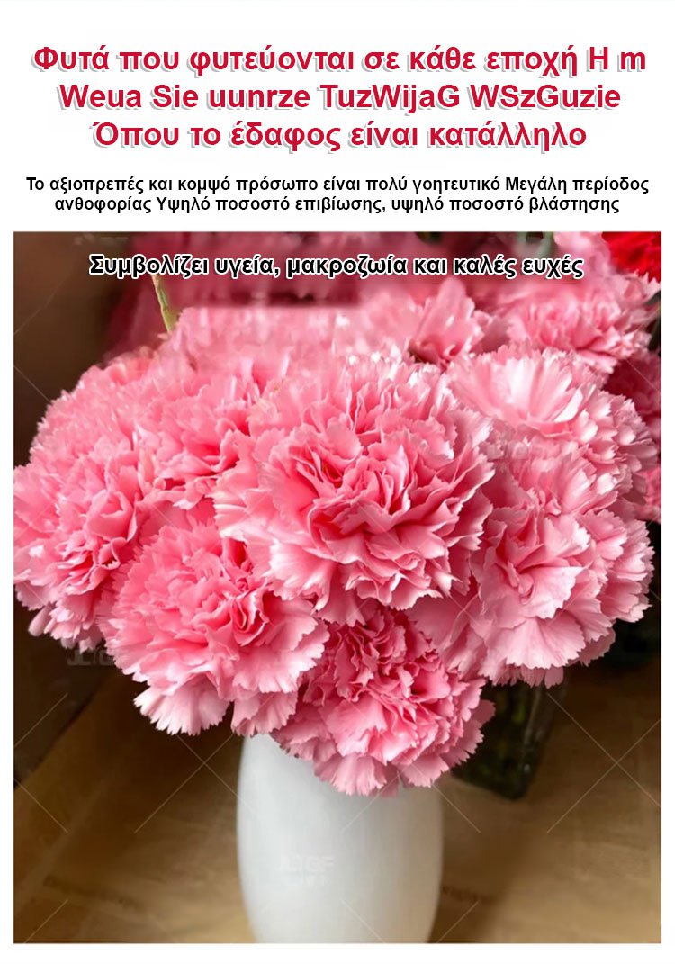 【Τέσσερις εποχει ανθίσεν】Σπόροι γαρίφαλου διπλού άνθους-GR 