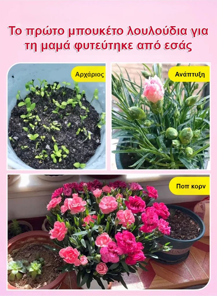 【Τέσσερις εποχει ανθίσεν】Σπόροι γαρίφαλου διπλού άνθους-GR 