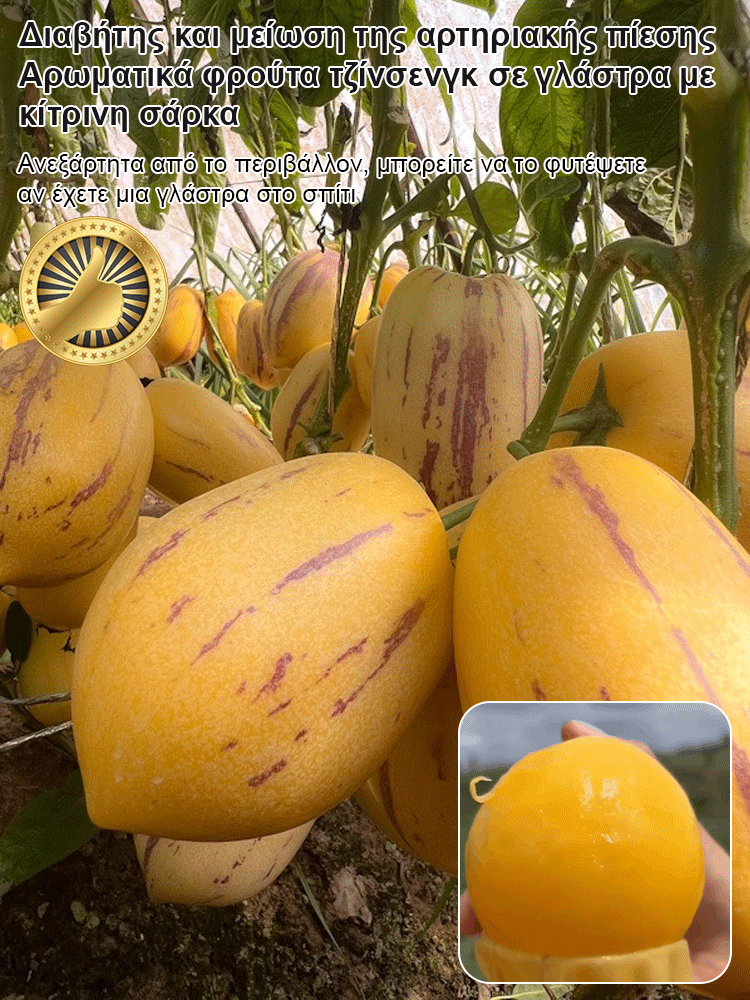 Μειωτικός ζάχαρης και πίεσης γάλακτος αρωματικός κίτρινος καρπός μπονσάι τζίνσενγκ-GR