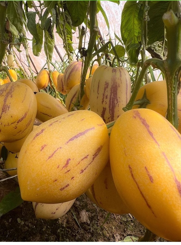 Μειωτικός ζάχαρης και πίεσης γάλακτος αρωματικός κίτρινος καρπός μπονσάι τζίνσενγκ-GR