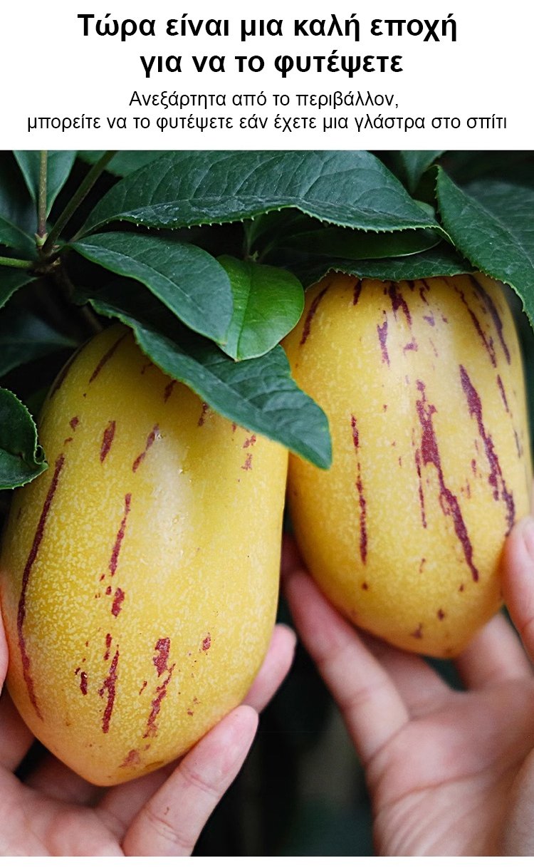 Μειωτικός ζάχαρης και πίεσης γάλακτος αρωματικός κίτρινος καρπός μπονσάι τζίνσενγκ-GR