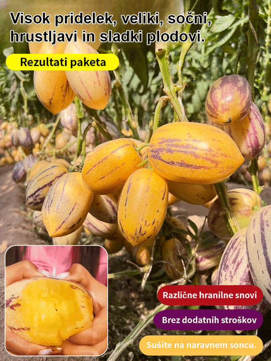 JS-Semena mlečnega, rumenega sadeža ginsenga, ki pomagajo zniževati krvni sladkor in tlak-SI