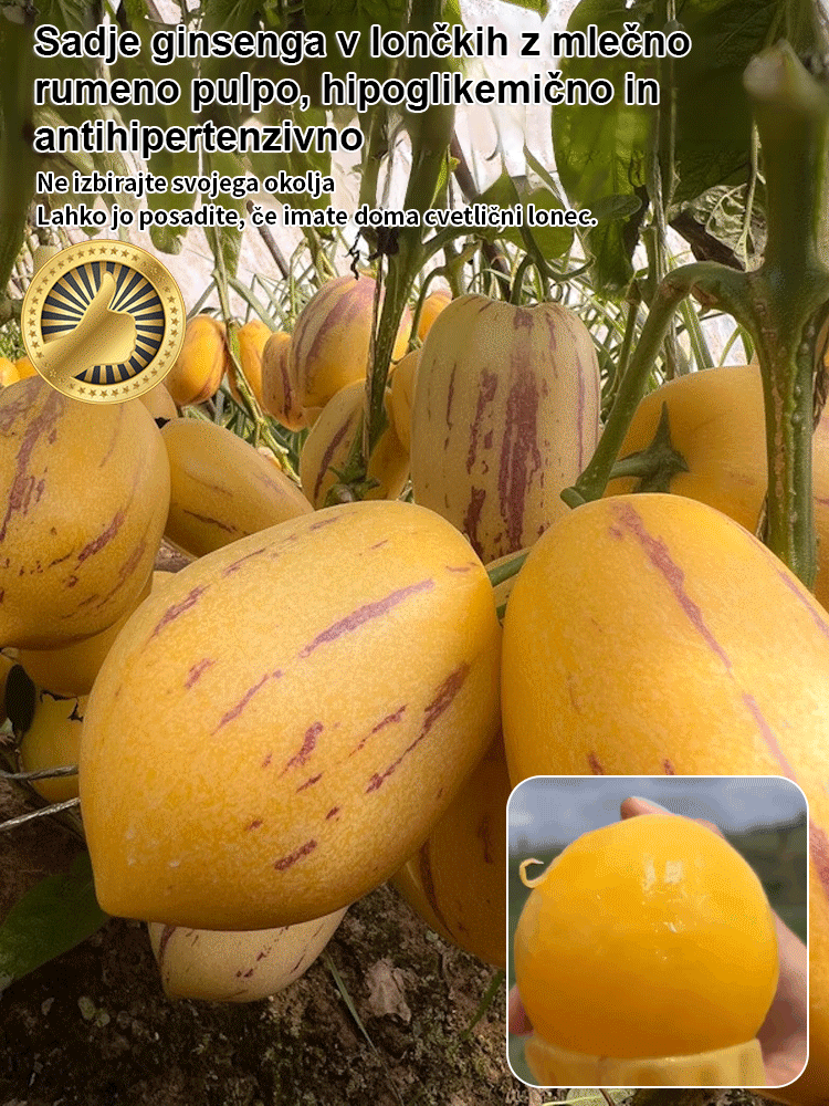 JS-Semena mlečnega, rumenega sadeža ginsenga, ki pomagajo zniževati krvni sladkor in tlak-SI