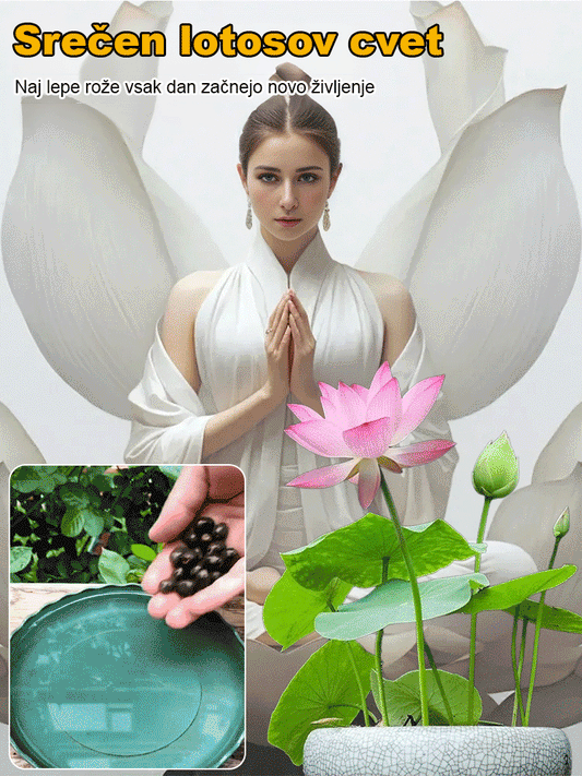 Aukščiasios kolitas semená lotosového kvetu-LT