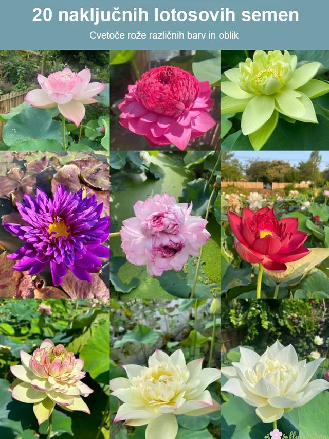 【Pretovarjanje sreče】 Okrasna hidroponska skleda lotos-SI