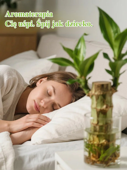 【Gdy napotka wodę, ożywa】Czteropory roku kwitnąca hydroponiczna brazylijska szczęśliwa roślina