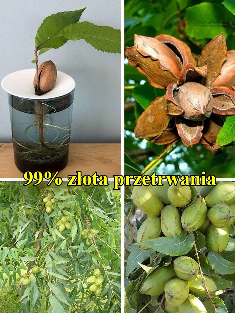 Import nasion pekan.