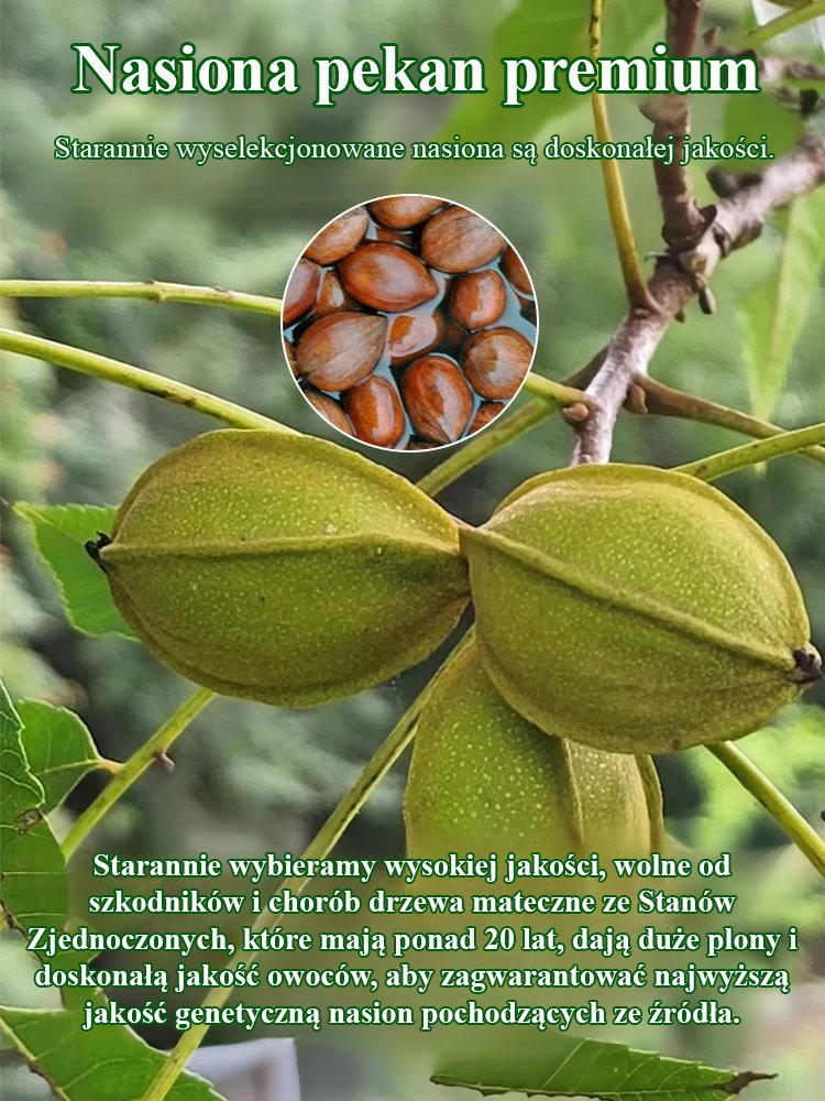 Import nasion pekan.