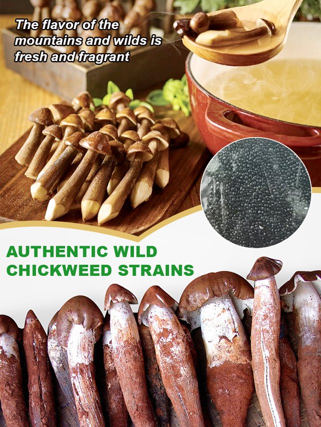 Autentiška „Jizong“ grybų veislė-LT