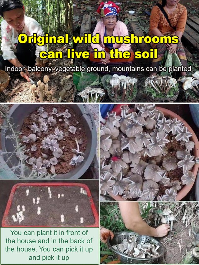 Autentiška „Jizong“ grybų veislė-LT