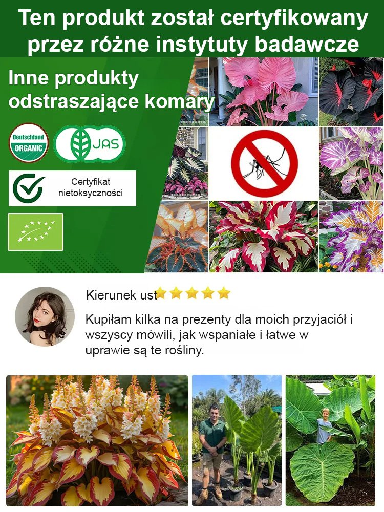 Rzadkie nasiona lilii cieniolubnej