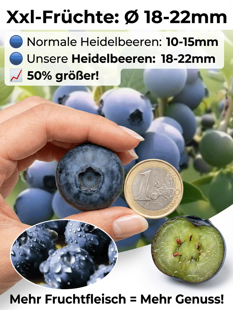 Organiczna roślina borówki amerykańskiej o dużych owocach i wysokim plonie (gwarancja zwrotu pieniędzy)